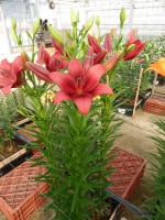 [5504 PO04 Dynamix No01.JPG]